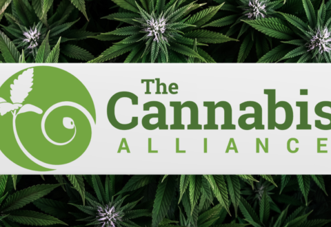 Cannabis Alliance logo over marijuana leaves in dark green, sustainability topic