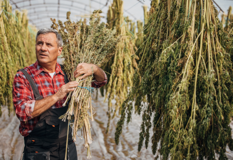Photo of an older male cannabis farmer standing among drying, curing cannabis while looking curious