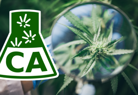 Confidence Analytics Goes Above and Beyond for Cannabis Analysis and Consumer Safety