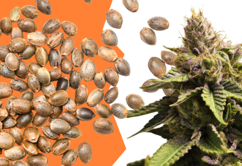 Cannabis seeds spilling towards a vibrant purple flowering cannabis plant on an orange background