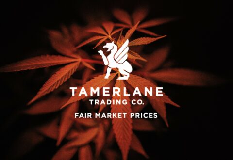 tamerlane trading logo on background of orange cannabis leaves. cannabis marketplace brokerage