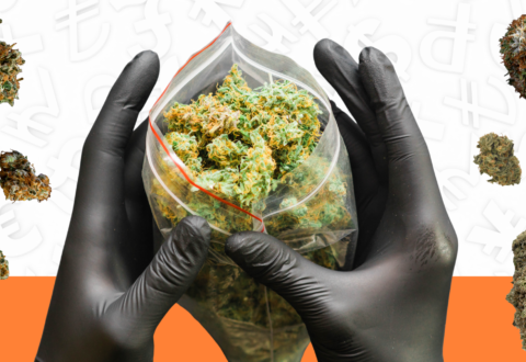 Gloved hands holding open plastic bag full of bright cannabis while cannabis buds fall on each side