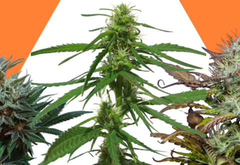 Indica, Sativa, and Ruderalis cannabis against an orange background with a white spotlight in center