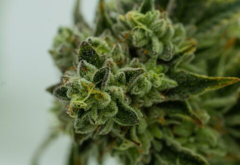 up close photo of a trichome colored cannabis flower, broker, marketplace, industry
