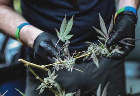 Gloved hands holding cannabis flowers on stem, fresh crop marijuana leaves cannabis flower harvest