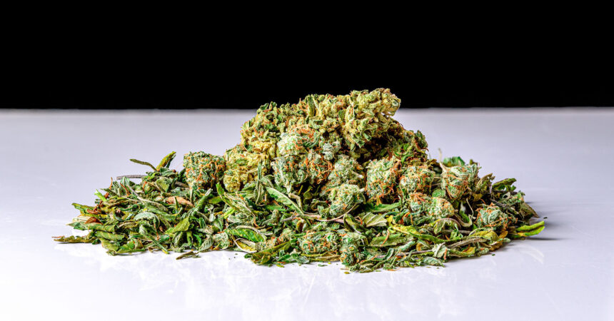 cannabis shake, trim, with red hairs in a pile on a white table for article on profiting from trim