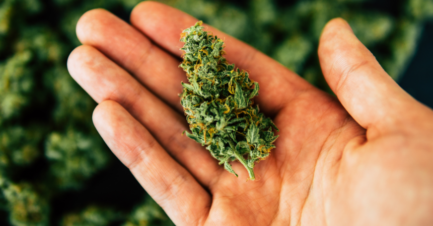 Bright green bud of cannabis in the palm of a hand, beautiful bud, with more in the background