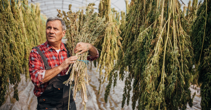 Photo of an older male cannabis farmer standing among drying, curing cannabis while looking curious