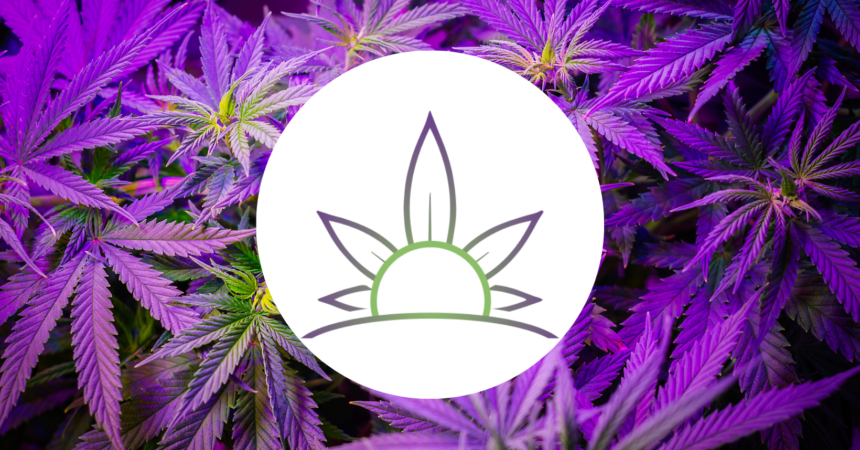 Purple fan leaf cannabis background with Cannabis Observer logo on top