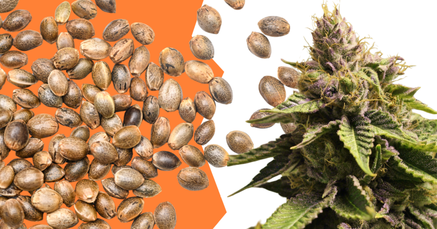 Cannabis seeds spilling towards a vibrant purple flowering cannabis plant on an orange background