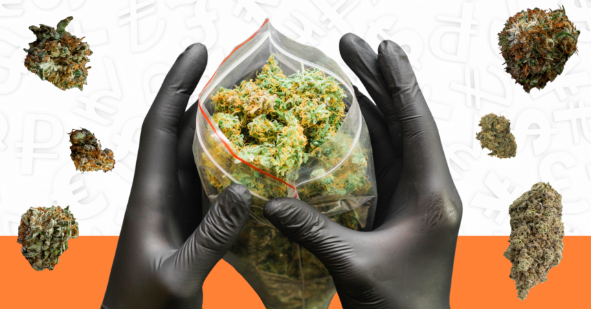 Gloved hands holding open plastic bag full of bright cannabis while cannabis buds fall on each side