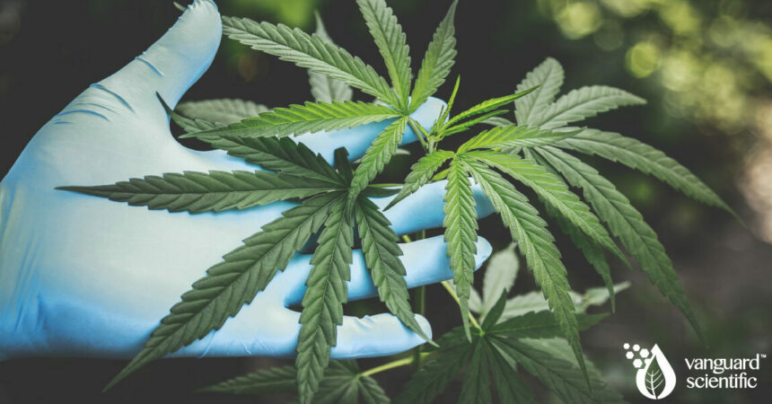 Vanguard Scientific's customizable services are helping build cannabis processes from the ground up