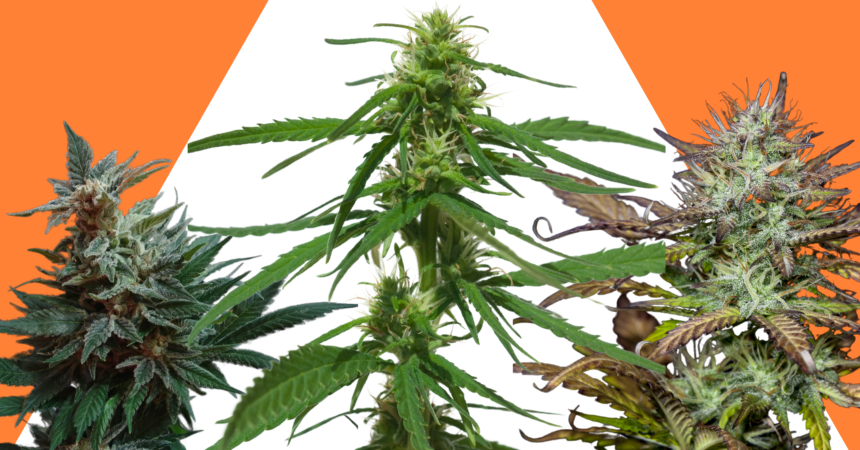 Indica, Sativa, and Ruderalis cannabis against an orange background with a white spotlight in center