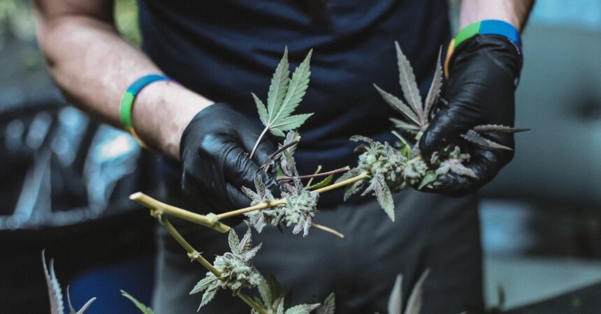 Gloved hands holding cannabis flowers on stem, fresh crop marijuana leaves cannabis flower harvest