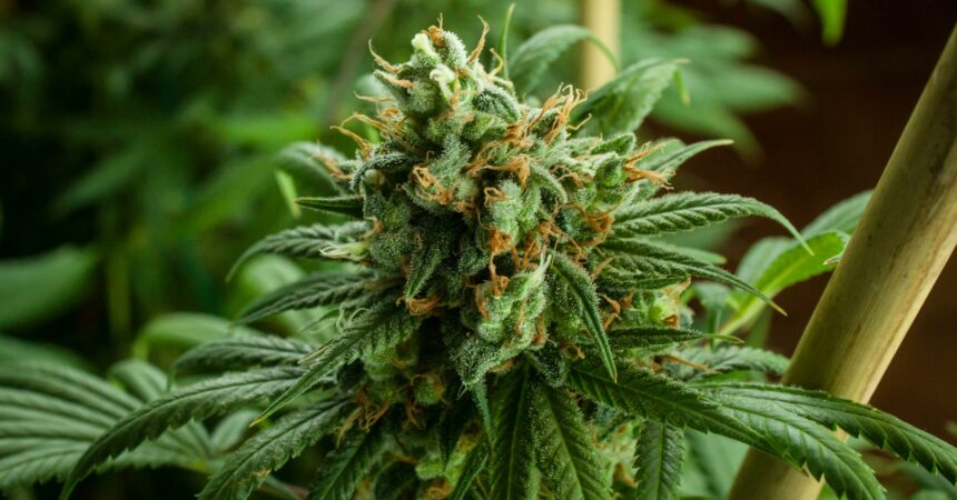 Cannabis plant growing A-Flower, green with red pistils, marijuana leaves, farmer garden